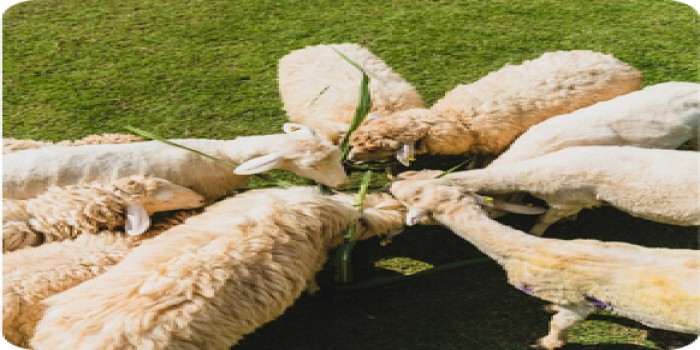 فروش عمده ذرت علوفه تخمیر و بسته بندی